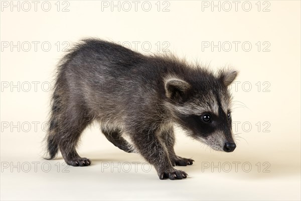 Raccoon