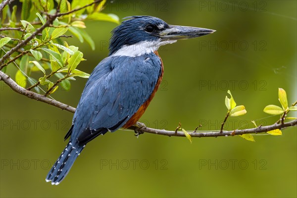 Ringed kingfisher