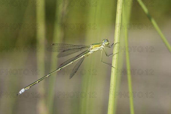 Emerald Damselfly