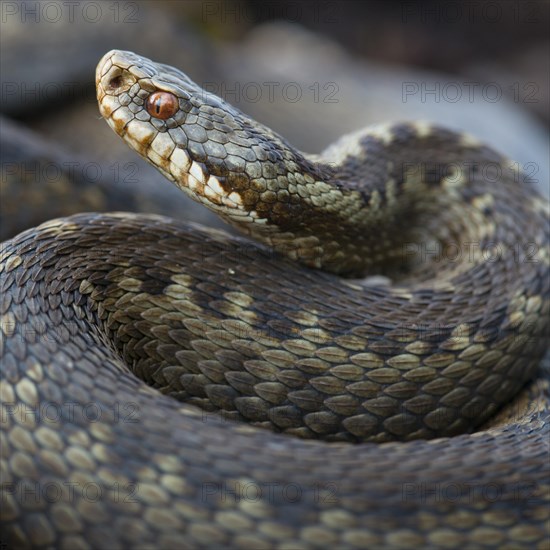 Portrait of a Common European viper