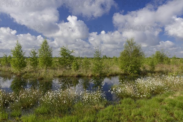 Fruitful cotton grass and cumulus clouds in spring in the moor