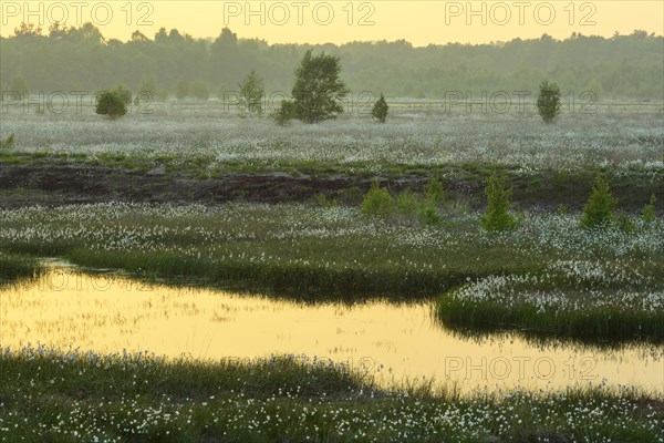 Sunset in a moor with fruiting cotton grass