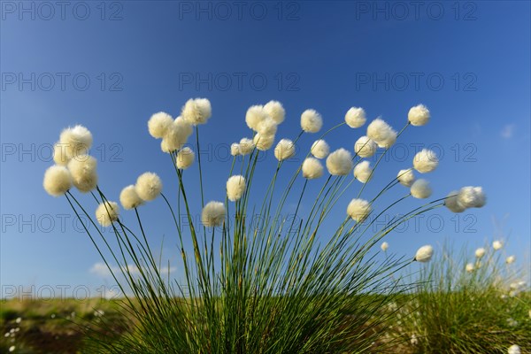 Fruitful hare's-tail cottongrass