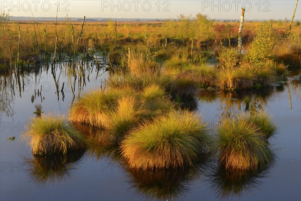 Bentgrass bulbs in the Goldenstedter Moor at daybreak