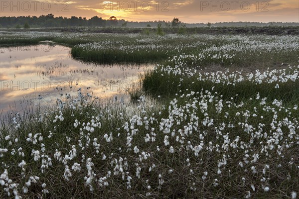 Sunset in a moor with fruiting cotton grass