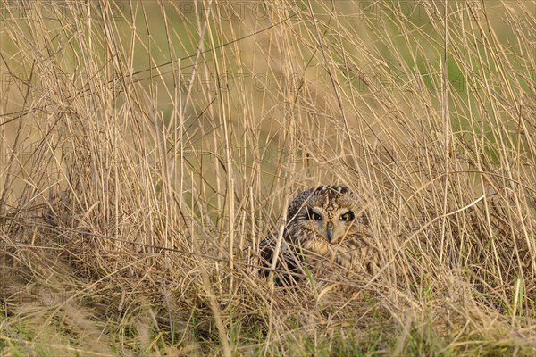 Short-eared owl