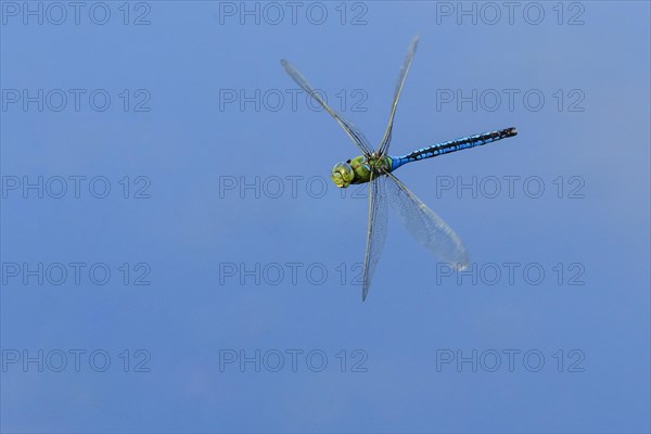 Emperor dragonfly