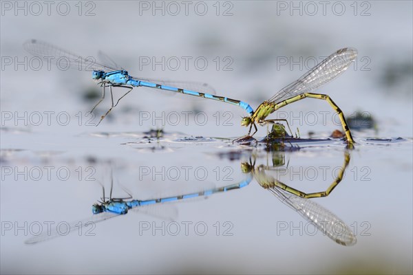 Mating wheel of the Common blue damselfly