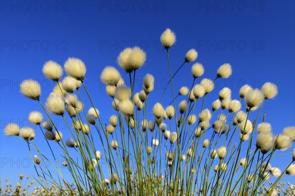 Fruitful cotton grass in spring in the moor