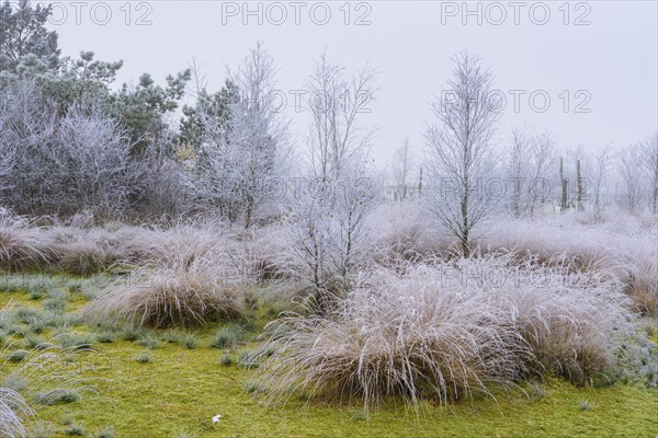 Soil with green peat moss and dead birches with hoar frost