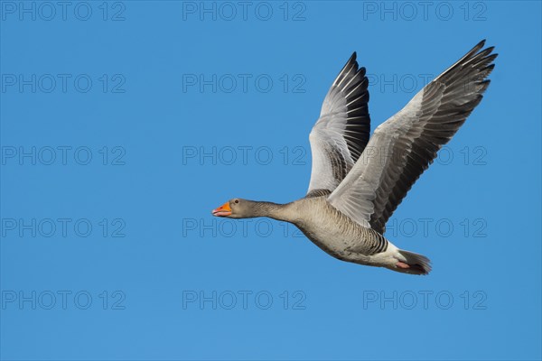 Flying Greylag goose