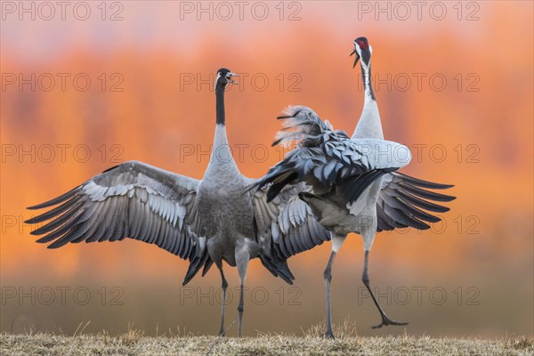 Cranes