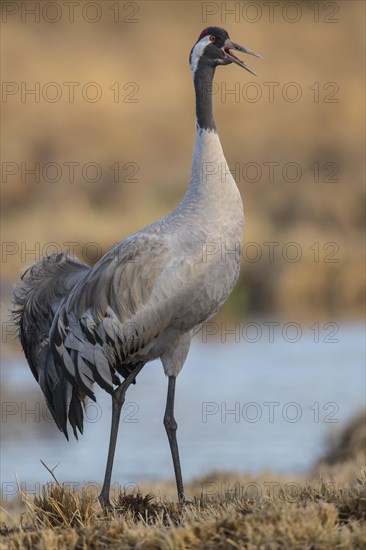 Crane