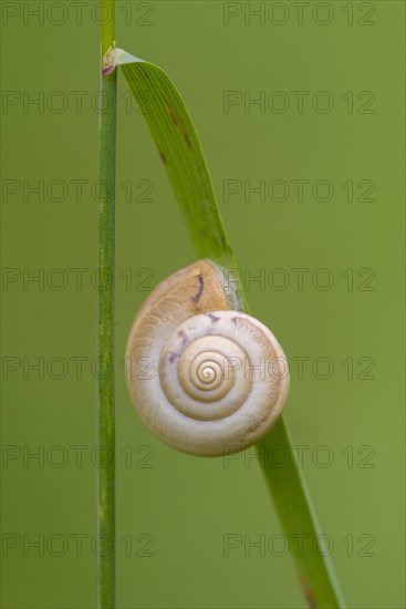 Snail shell on a blade of grass