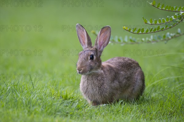 European rabbit