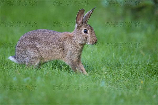 European rabbit