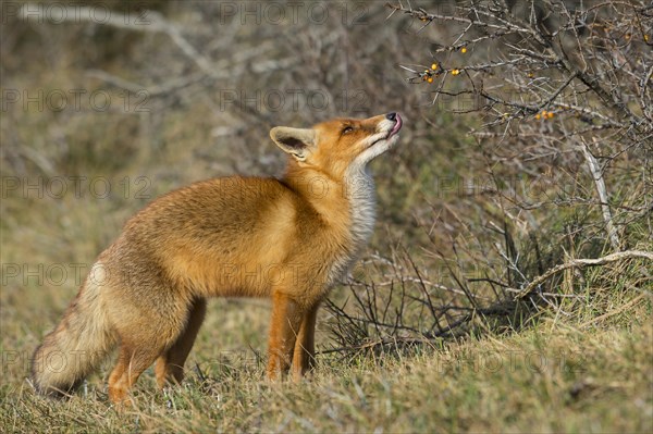 Red fox