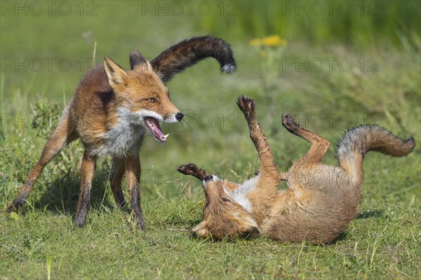 Red foxes