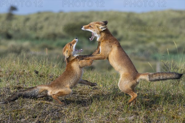 Two Red foxes