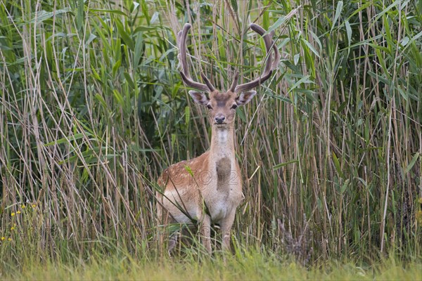 Fallow deer