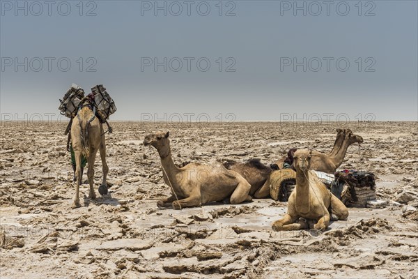 Dromedaries lie in dry salt lake