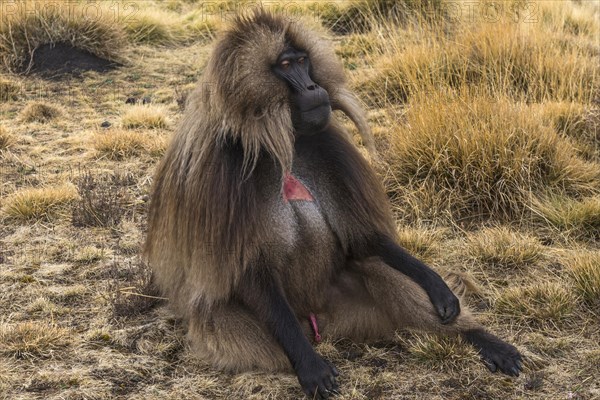 Gelada baboon