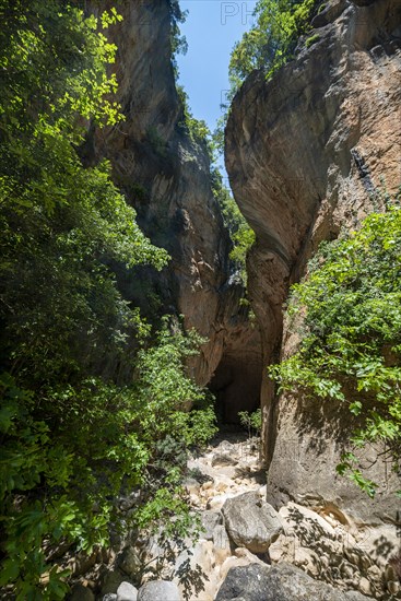 Green trees in the gorge