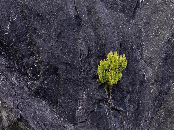 Pioneer plant on rock