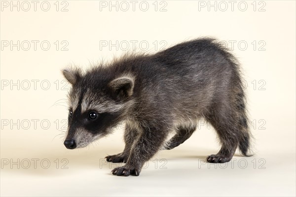 Raccoon