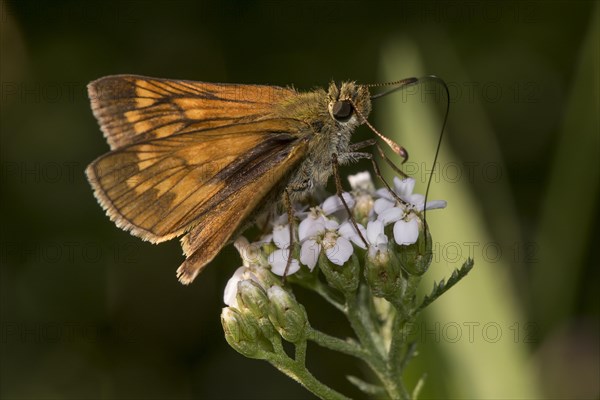 Small Skippers