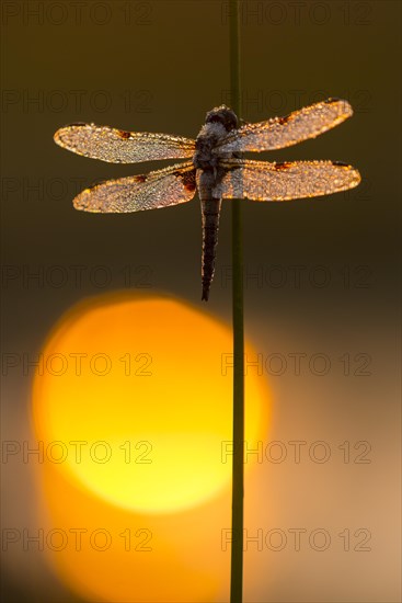 Four-spotted chaser