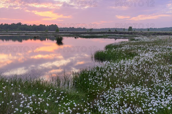 Sunset in the moor with fruiting cotton grass