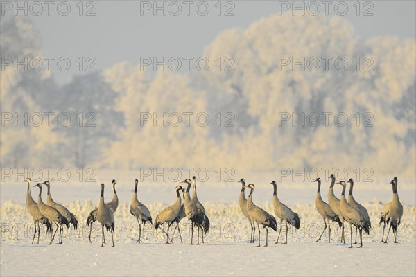 Resting cranes