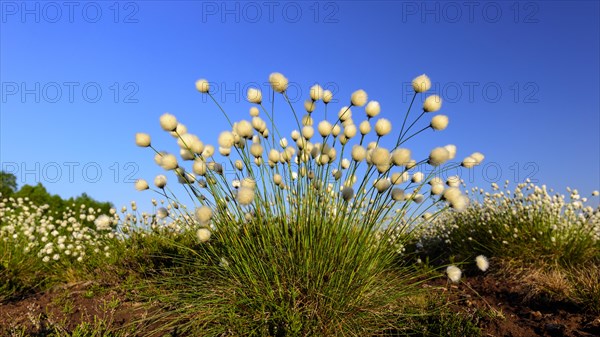 Fruitful cotton grass in spring in the moor