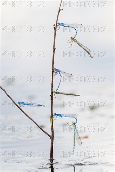 Mating wheels of the Common blue damselfly
