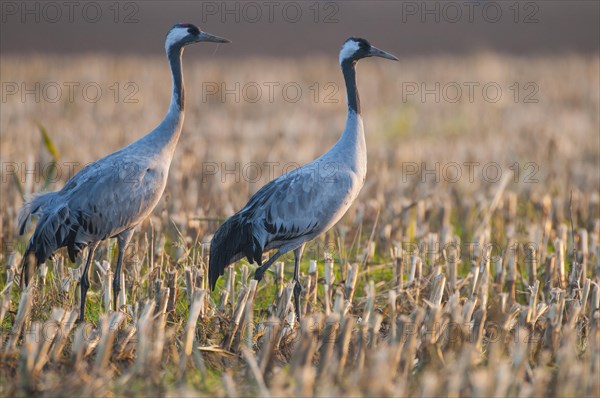 Cranes