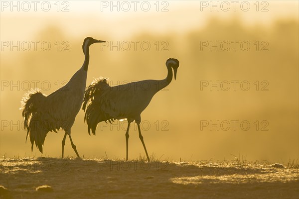 Silhouette of Grey Common cranesn