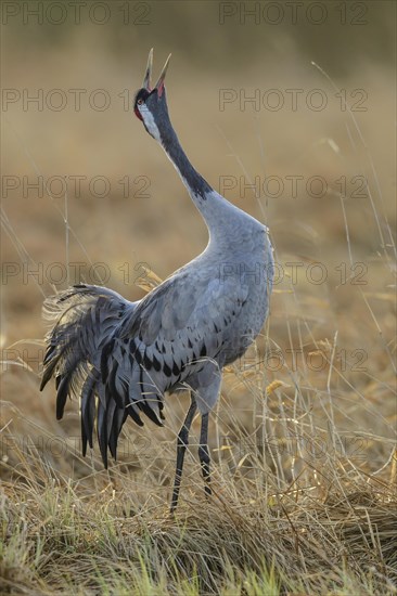 Crane