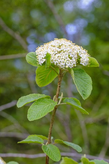 Garlic mustard