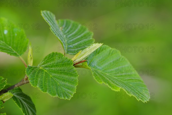 Fresh leaves of a Gray alder