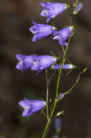 Harebell