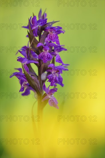 Western marsh orchid