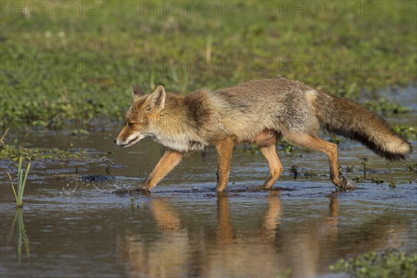 Red fox