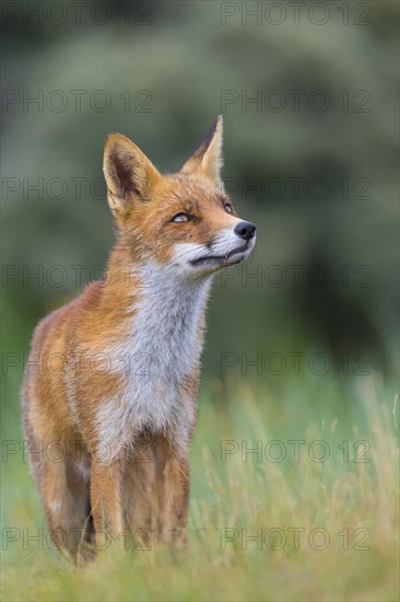 Red fox