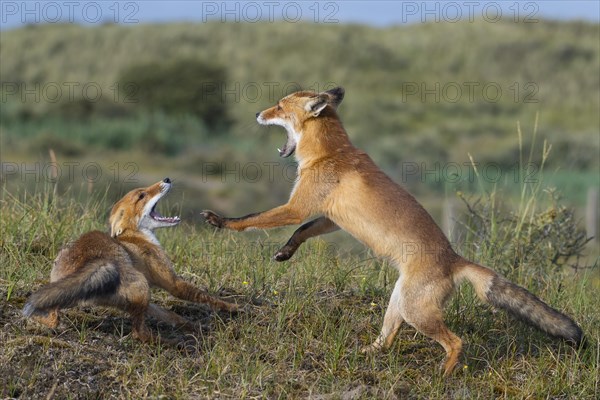 Two Red foxes