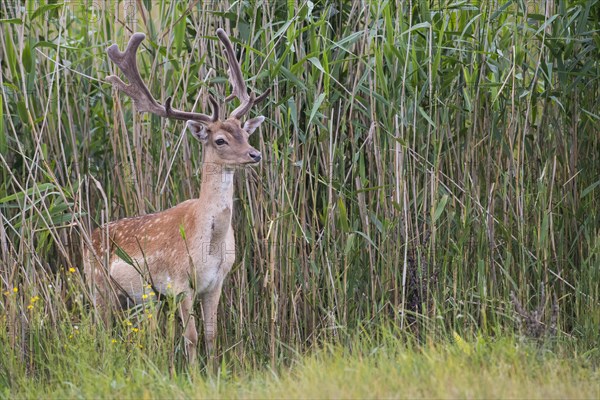 Fallow deer