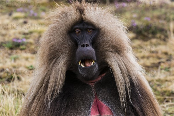 Gelada baboon