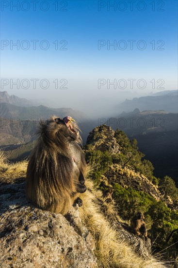 Gelada baboon