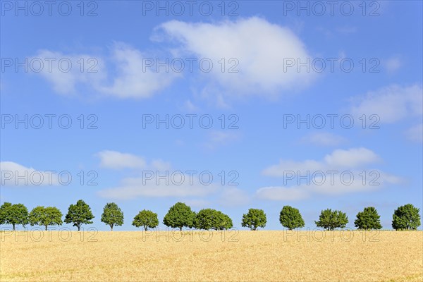 Row of trees