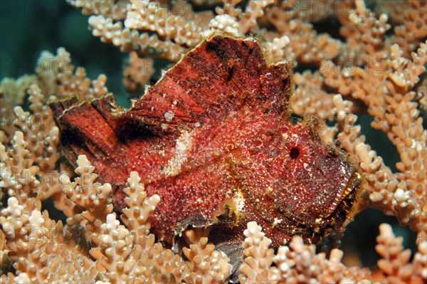 Leaf scorpionfish